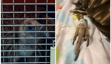 Himalayan vulture rescued by ACRES dies after condition deteriorated quickly