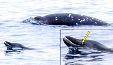 Scientists photograph a very rare Pacific beaked whale