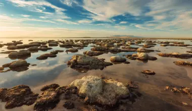 A never-before-seen creature has been found in the Great Salt Lake