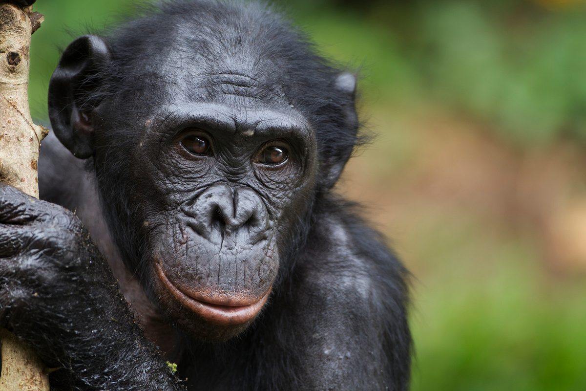Bonobo female