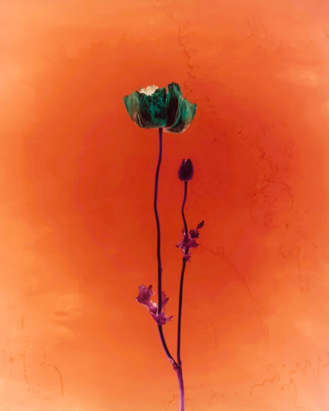 A stylized flower with two stems, one with a large green blossom and the other with a closed bud, stands against a vivid orange, painterly background.