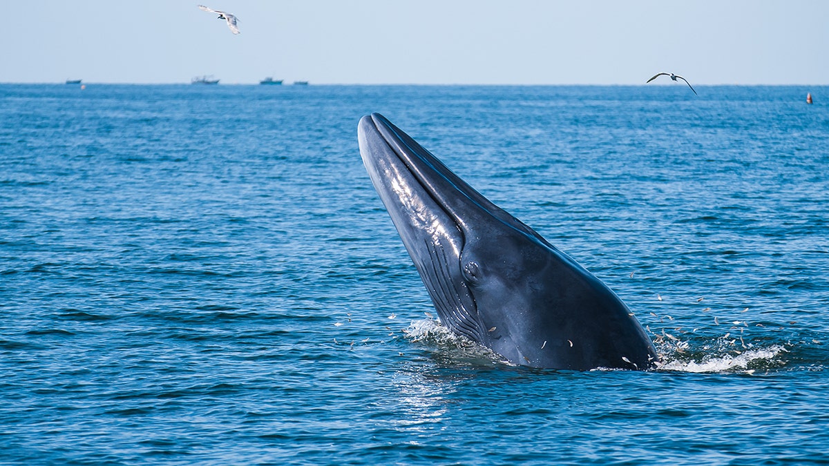 Large whale breaching above the ocean surface with seabirds flying overhead on a clear day.
