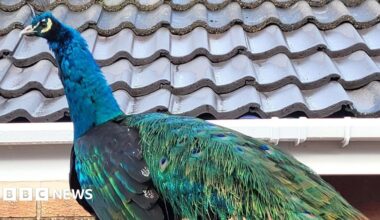 A peacock resting on a roof