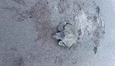 Extremely rare species discovered on Welsh beach