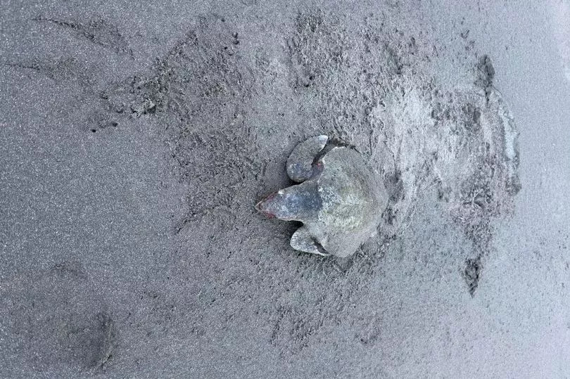 Extremely rare species discovered on Welsh beach