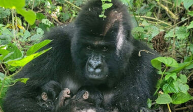 Bangkok Post - Rare gorilla twins born in conflict-hit DR Congo nature park