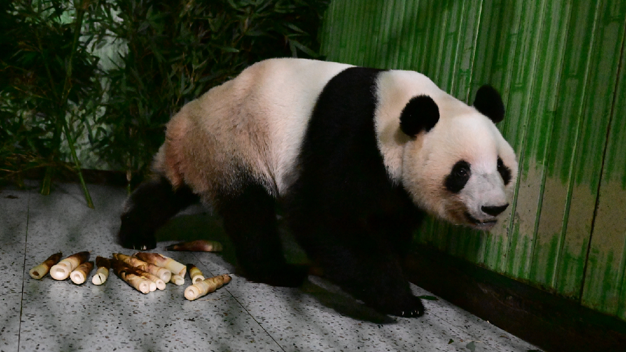 Japan's last two giant pandas return to China - news.cgtn.com