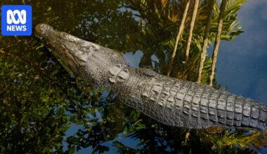 NT rangers capture croc a day in first week of new year, after more than 240 caught in 2025