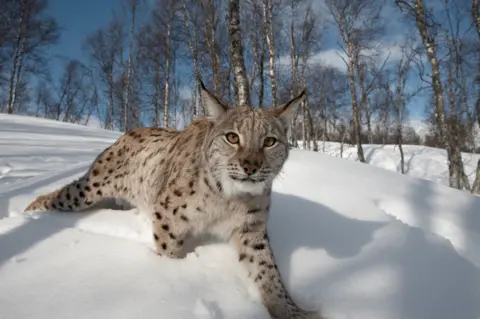 Scotland Big Picture A lynx is walking through deep snow in a birch forest. It is looking directly at the camera. We can see its distinctive ear tufts and beige and black spotted coat. 