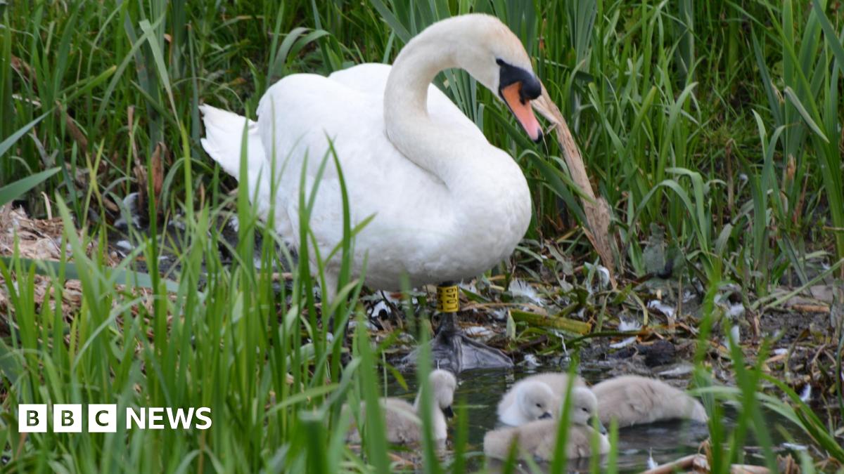 A swan sits outside near a river, tending a brood of cygnets, surrounded by long reeds and plants