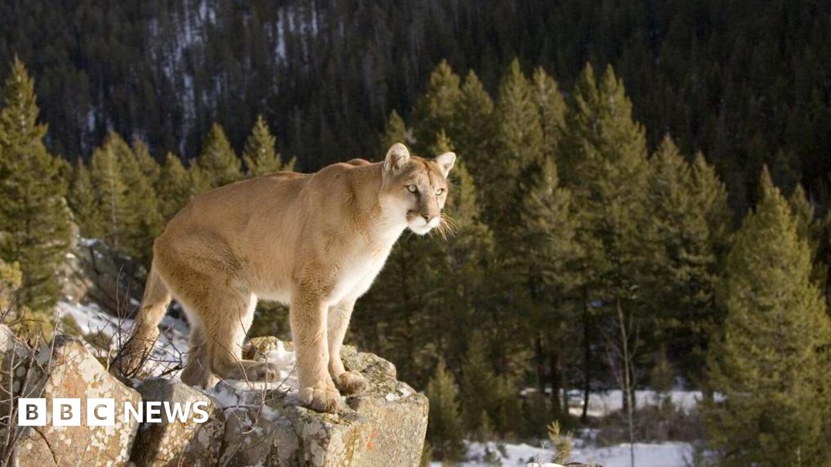 Puma, with light beige fur and pricked ears, stands on rocky perch before green pine trees and mountain face, above snow-covered ground