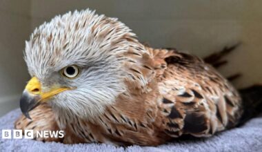 Inside the Factory: Oven Chips
