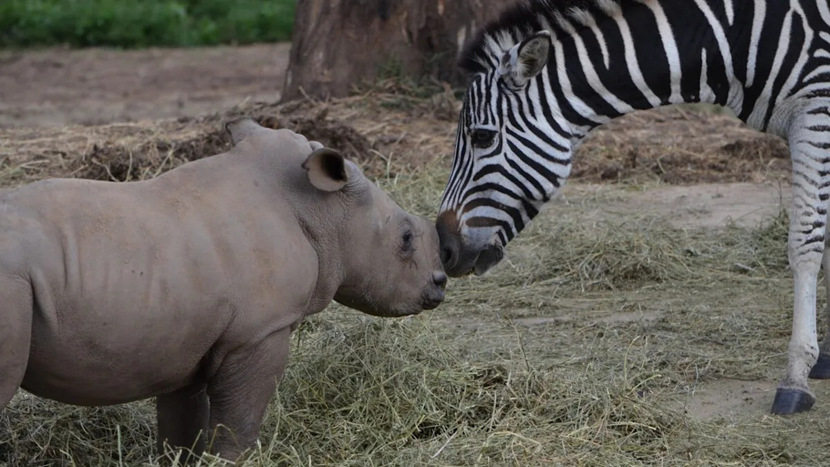 Orphaned Rhino and Zebra Babies Strike up Heartwarming Friendship Worthy of a Children’s Book
