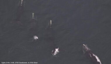 Record sighting: 33 critically endangered whales seen in Cape Cod Bay