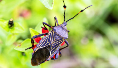 Deadly disease damages the heart for years with no symptoms and is now spreading in the US - Earth.com