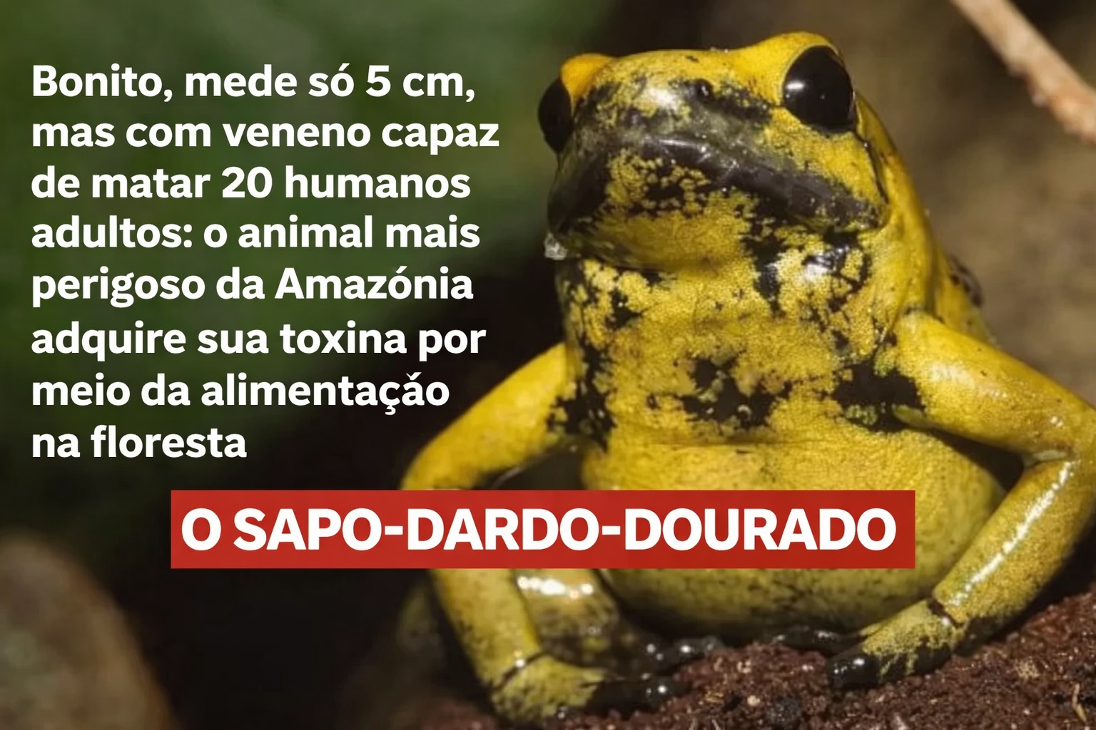Golden poison dart frog
