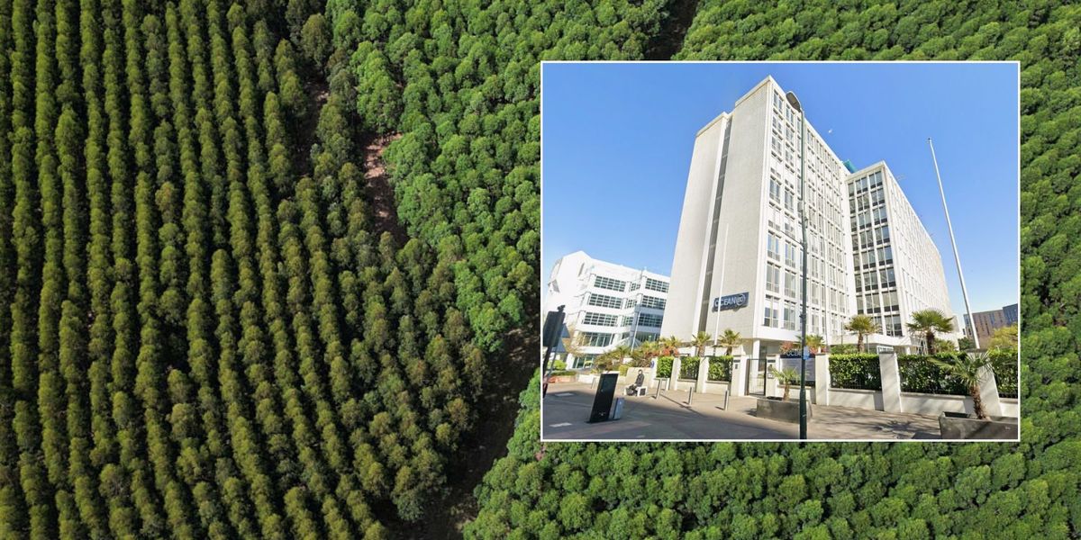 Three men plead guilty to tree planting pension fraud which made £70million