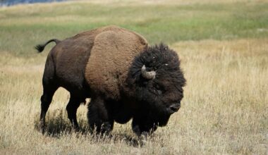 Bison Return to Illinois Prairie to the Sounds of Drumming After 200 Years of Absence