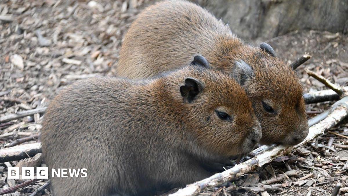 Two capybaras are side by side on the ground which has twigs and branches on it. They are both inspecting a piece of wood lying on the ground.