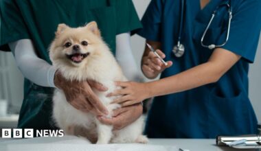 A fluffy Pomeranian dog with light beige fur at a vet being held by a veternary assistant in dark green scrubs while a vet in dark blue scrubs gives the dog an injection