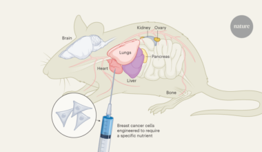 The complex role of nutrients in cancer spread
