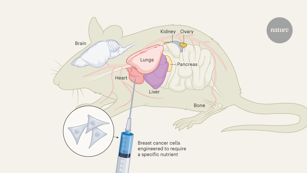 The complex role of nutrients in cancer spread