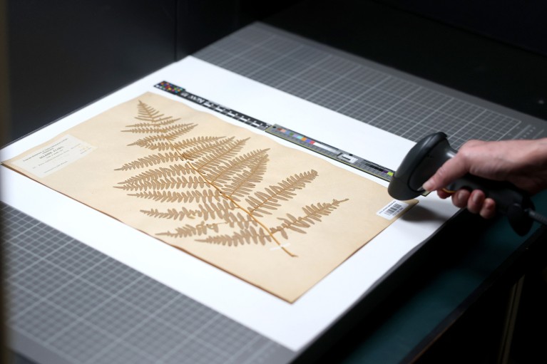 A close-up of a pressed fern specimen on archival paper. The hand of a person off camera is scanning the specimen's barcode.