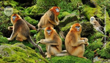 Same-sex sexual behaviour can help primates to survive — and reproduce