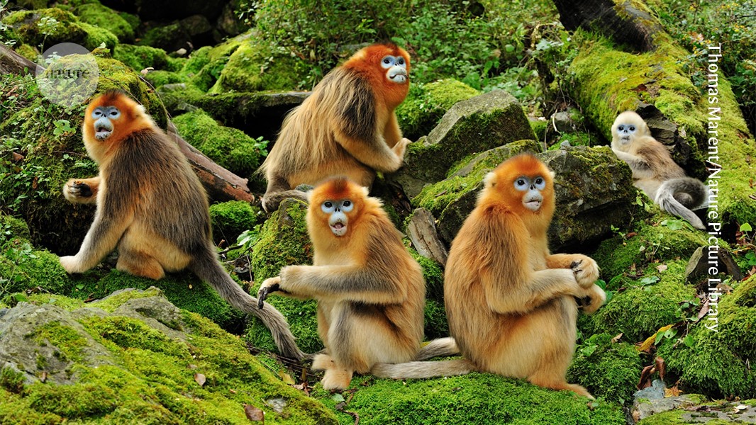 Same-sex sexual behaviour can help primates to survive — and reproduce