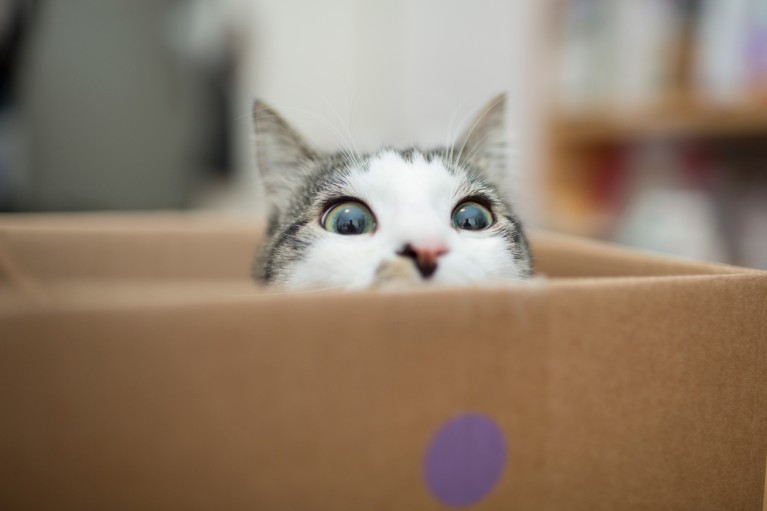 A wide-eyed grey and white cat peering out from inside a cardboard box