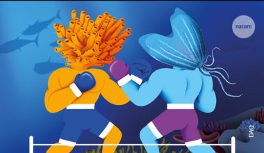 What were the first animals? The fierce sponge–jelly battle that just won’t end