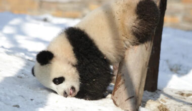 Pandas Rolling Around in the Snow at the Berlin Zoo Are the Cutest Goofballs