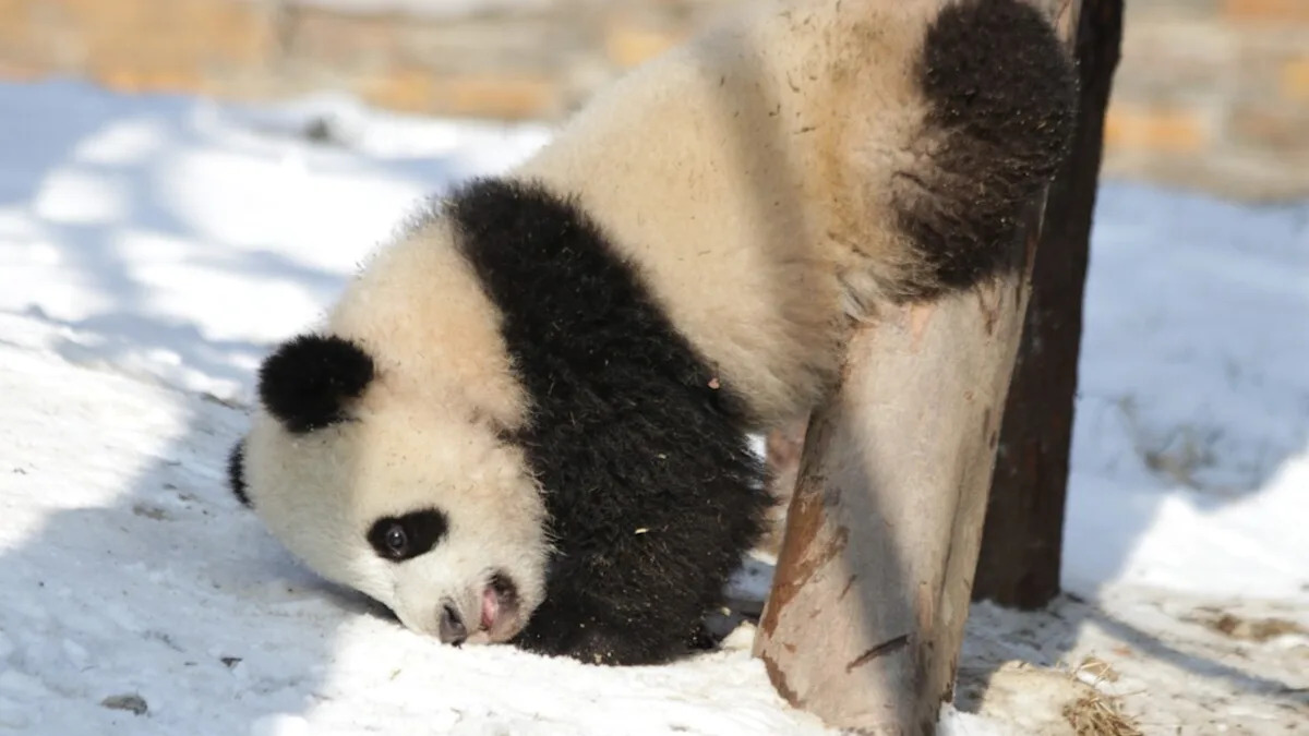 Pandas Rolling Around in the Snow at the Berlin Zoo Are the Cutest Goofballs