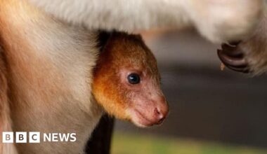 Rare kangaroo birth 'major step for species survival'