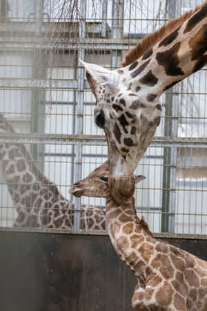 The new baby giraffe and mum Arusha at West Midlands Safari Park.