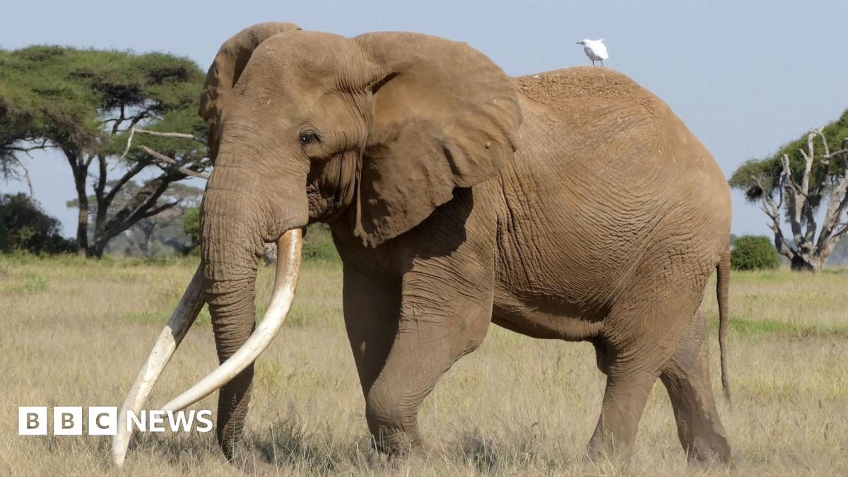 Craig the elephant walks in the Savannah. A small bird hitches a ride on his back.