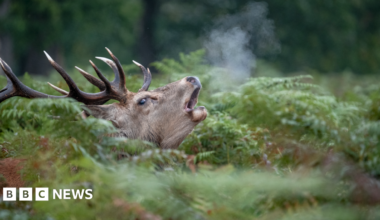 A picture of a red stag bellowing amongst foliage, with their breath visible, as included in the calendar.