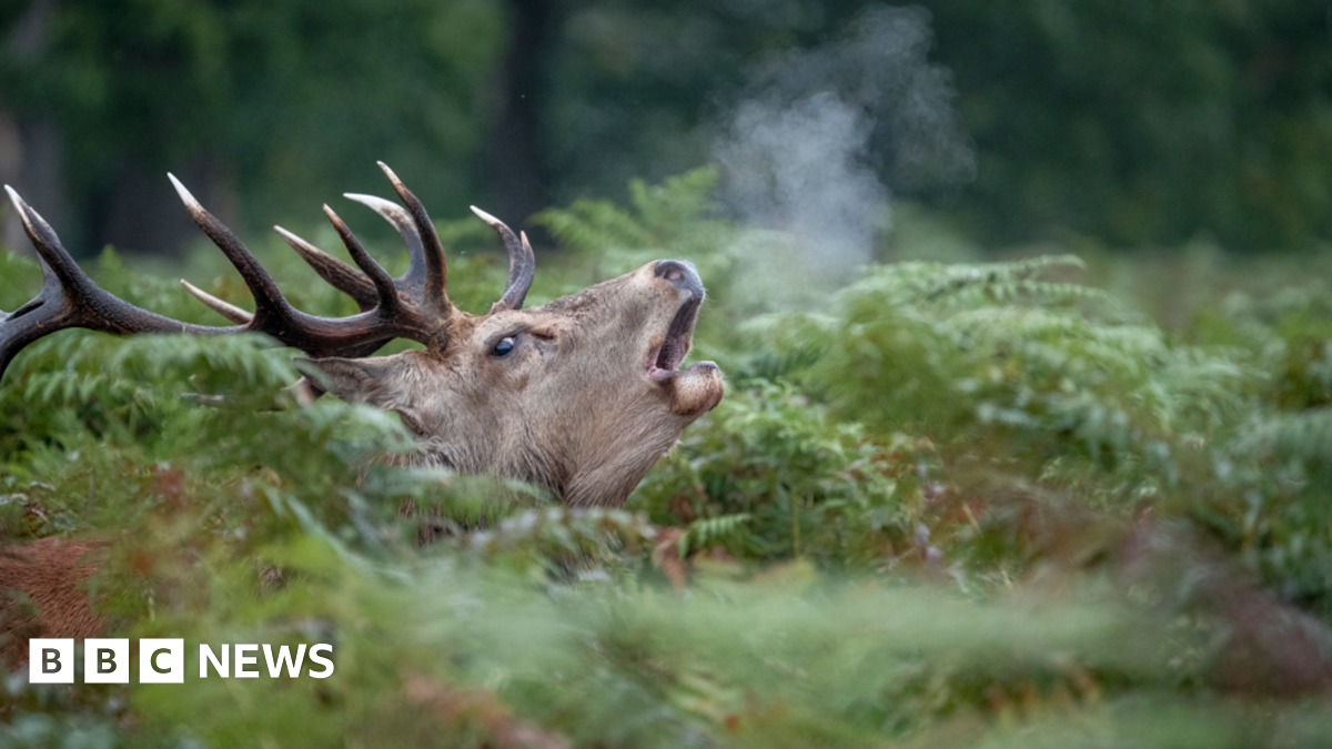 A picture of a red stag bellowing amongst foliage, with their breath visible, as included in the calendar.