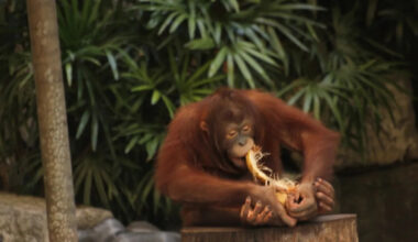 Baby Orangutans Learning How to Crack Open a Coconut Are Too Cute for Words