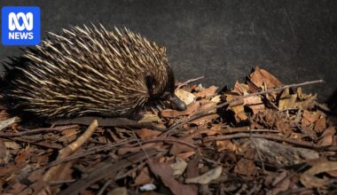 Echidna population count underway in Queensland amid urbanisation and climate change fears