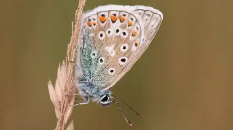 Durham County Council A large light coloured butterfly resting on a flower. It has beige and green wings which are decorated with black and orange spots.