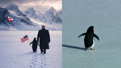 Penguins in Greenland? The story behind the viral ‘Nihilist Penguin’ meme