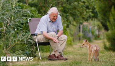 Sir David Attenborough sits on a garden chair with his hand outstretched towards a fox cub