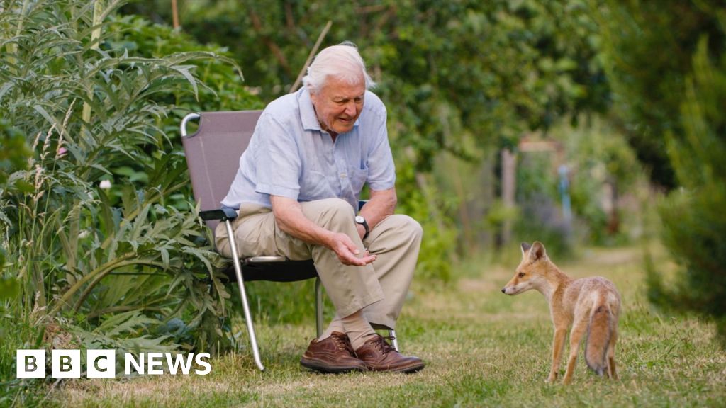 Sir David Attenborough sits on a garden chair with his hand outstretched towards a fox cub