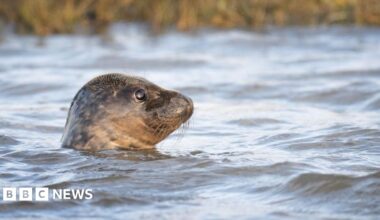 A seal pops its head out above the surface of the sea. Some shoreline with reeds  is in the background