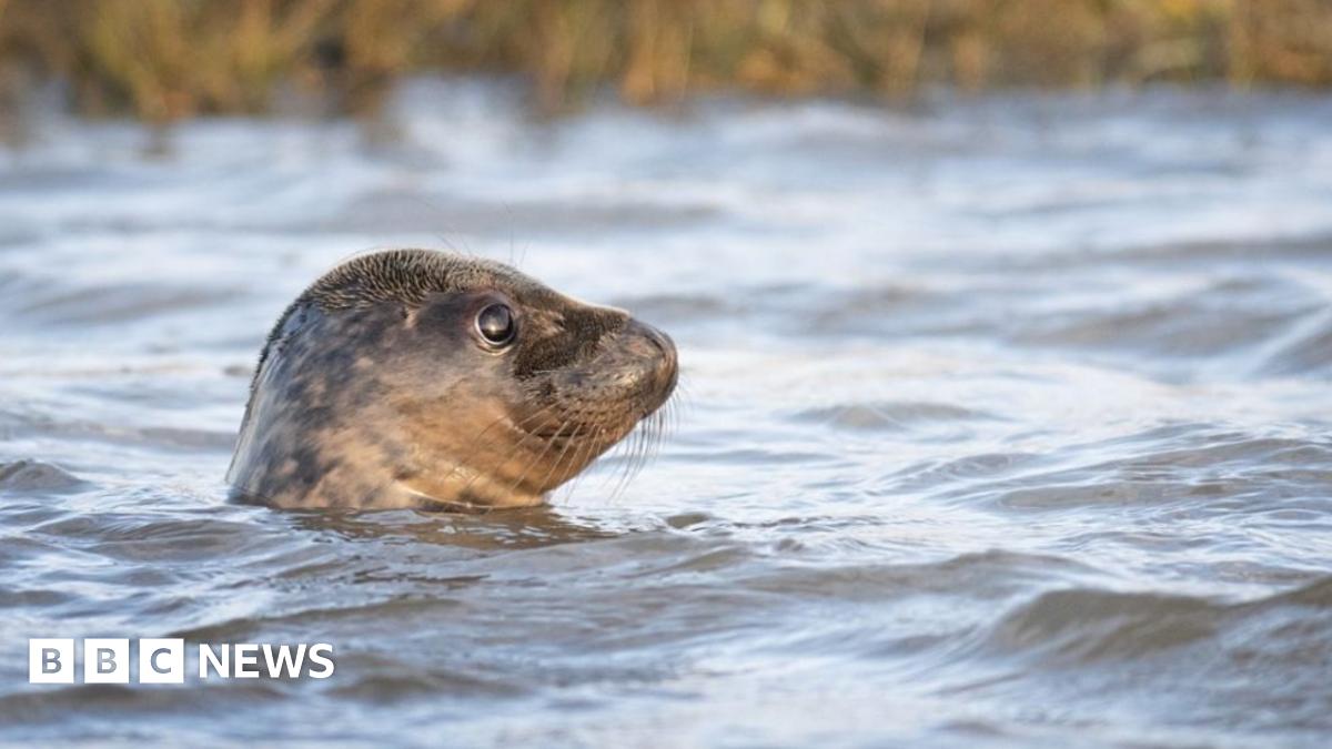A seal pops its head out above the surface of the sea. Some shoreline with reeds  is in the background
