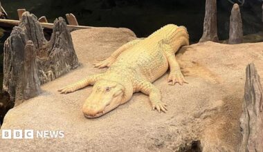 Claude, a white alligator, laying on a rock above water in his enclosure