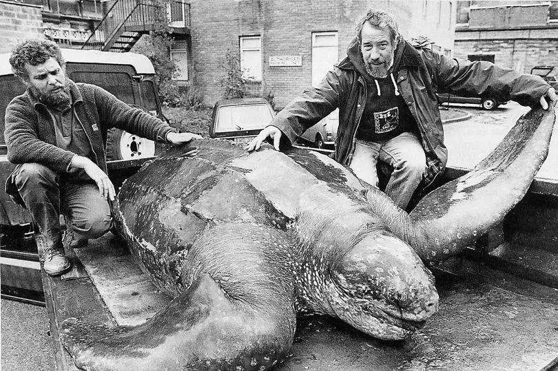 The largest leatherback turtle ever recorded was found at Harlech in 1988