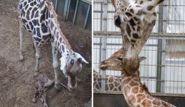 An image shows the baby giraffe born to mum Arusha at West Midlands Safari Park on January 20 2026.