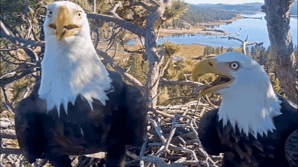 GIF of bald eagles Shadow and Jackie
